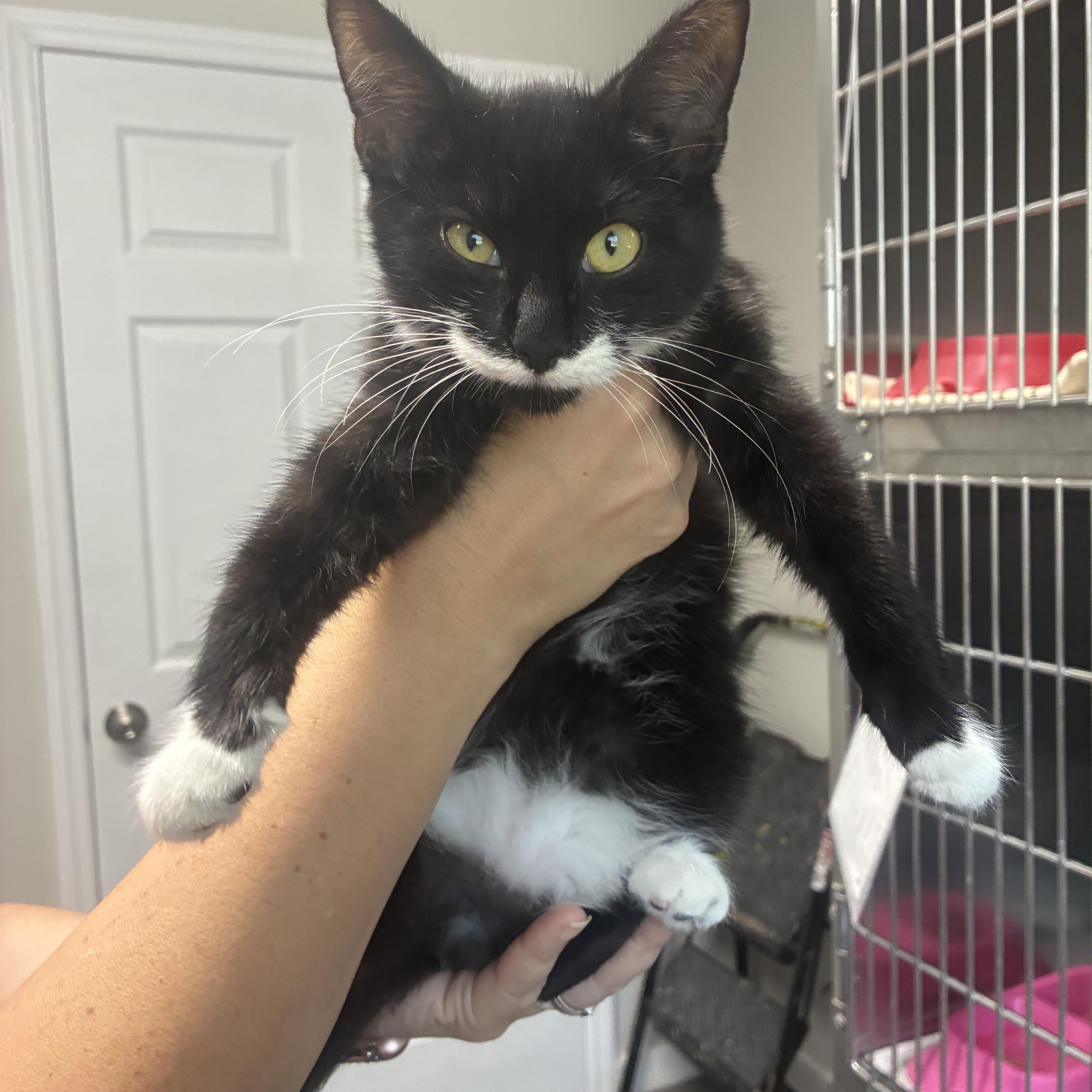 A young small-sized male Domestic Medium Hair cat named Domino for adoption in Rogersville, TN