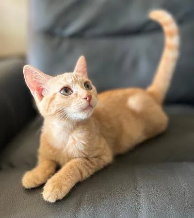 A baby medium-sized male Tabby (Brown / Chocolate) Domestic Short Hair cat named Purrita and Quesadilla for adoption in Mokena, IL