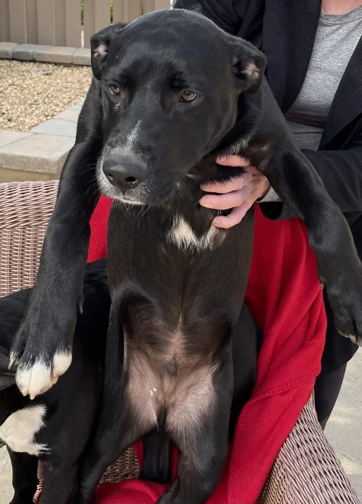 Cookiebrett thumbnail 2