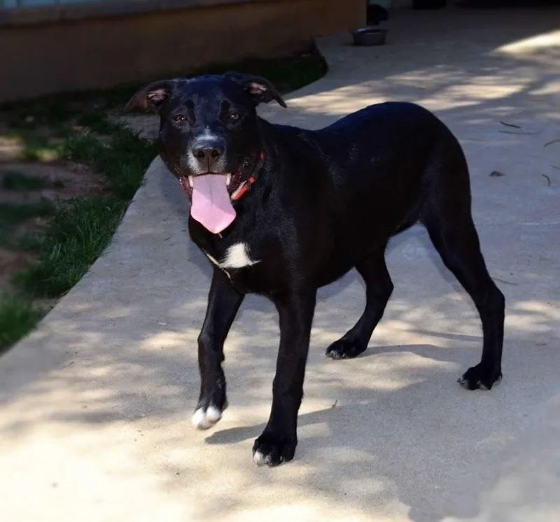 Cookiebrett thumbnail 3