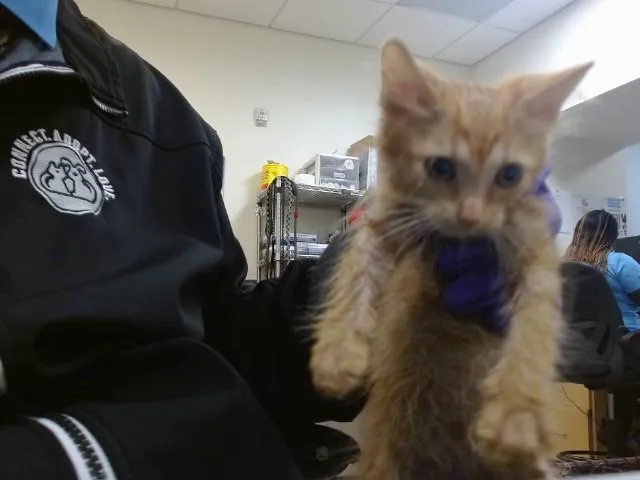 A baby small-sized female Domestic Short Hair cat named Tortilla for adoption in Miami, FL