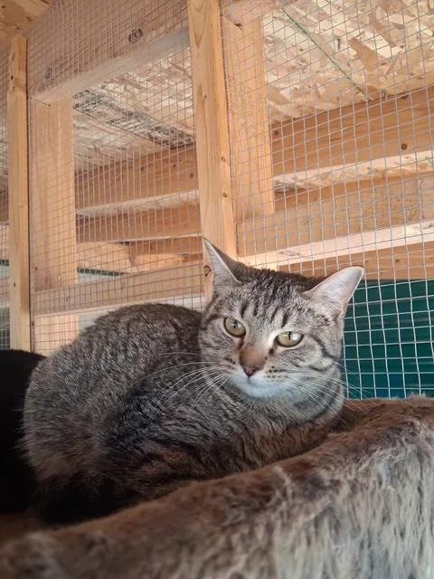 A young medium-sized female Domestic Short Hair cat named Felicia for adoption in Hot Springs, SD