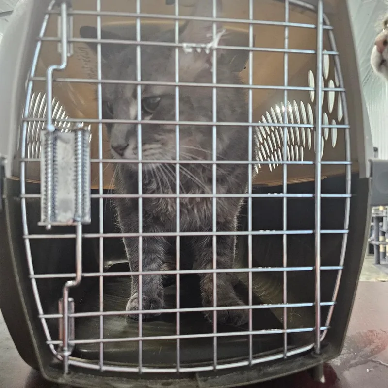 An adult small-sized male Gray / Blue / Silver Domestic Medium Hair cat named Xavier for adoption in Corydon, IN