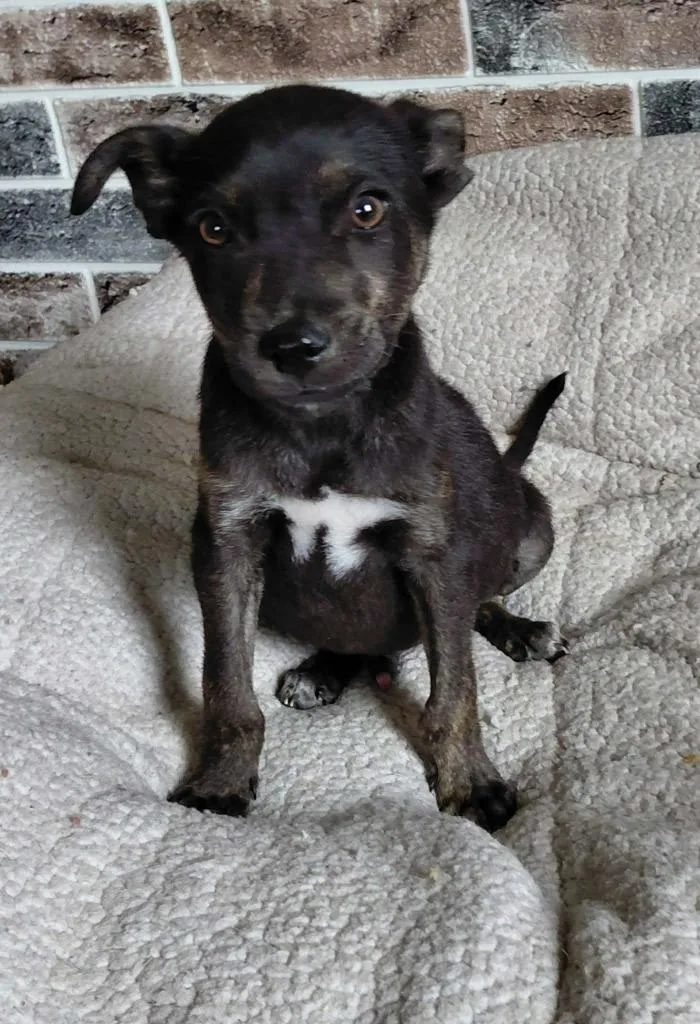 A baby medium-sized male Mixed Breed dog named Jinx for adoption in sun prairie, WI