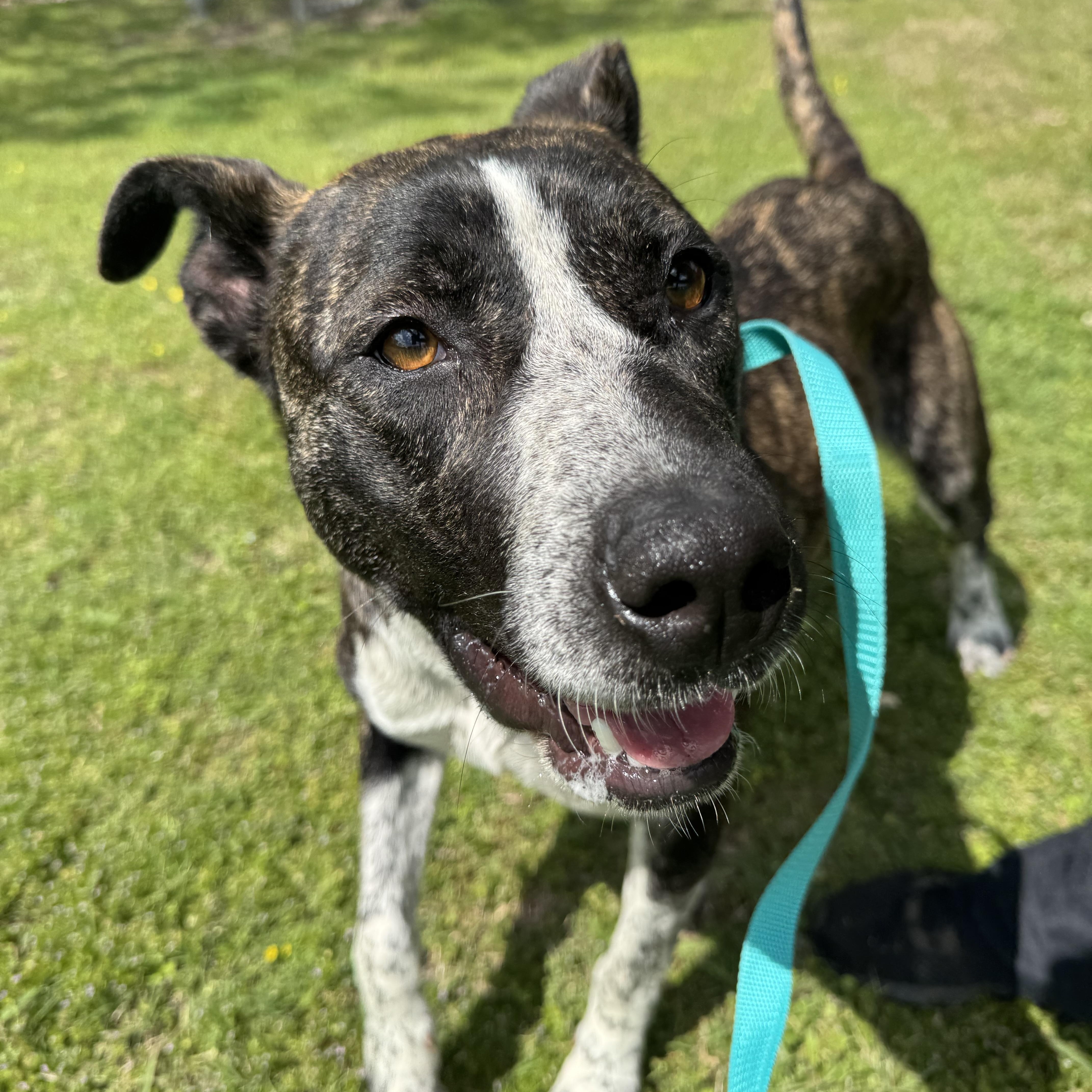 A young medium-sized female Brindle Plott Hound dog named Kissie for adoption in Sherman, TX