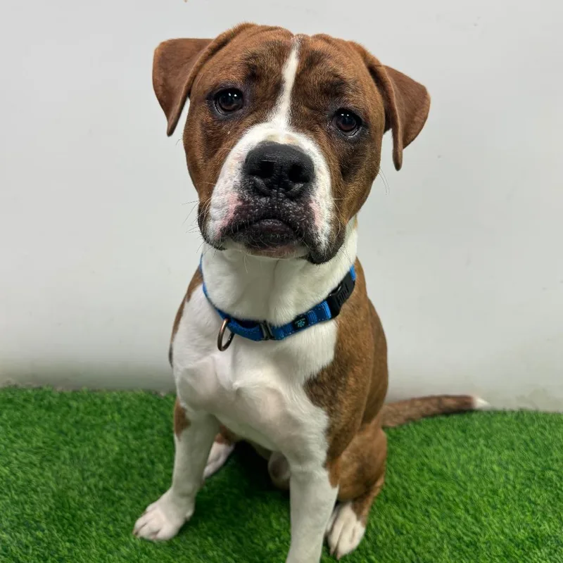 A young medium-sized male Boxer dog named Hulk for adoption in Columbia, MO