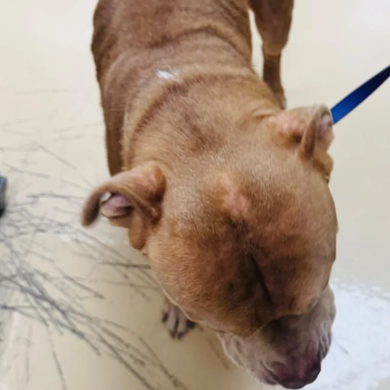 An adult medium-sized male Yellow / Tan / Blond / Fawn Mixed Breed dog named Elf for adoption in Winston-Salem, NC