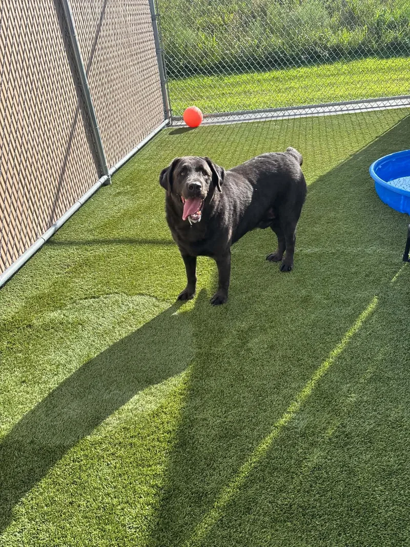 A senior extra large-sized male Gray / Blue / Silver Labrador Retriever dog named Beau for adoption in Liberty, MO