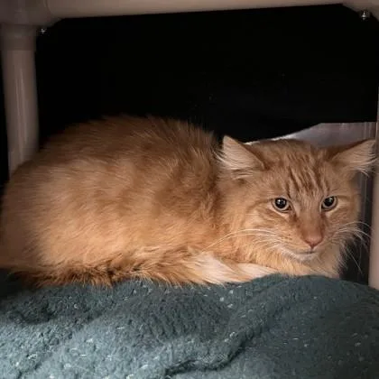 An adult small-sized male Domestic Long Hair cat named Zephyr for adoption in Wheaton, IL