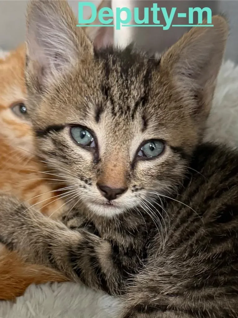 Deputy