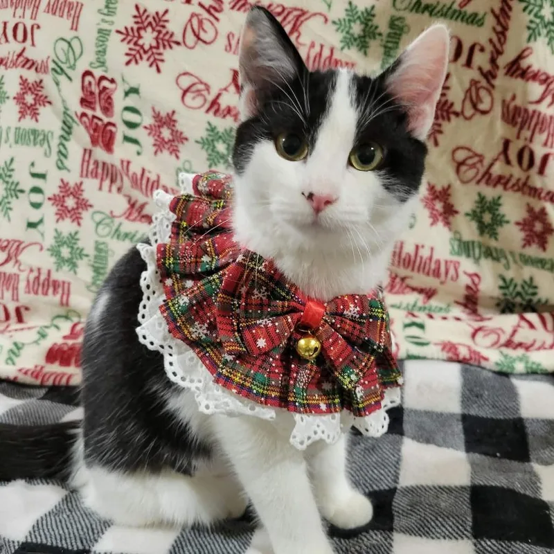 Snowball thumbnail 2