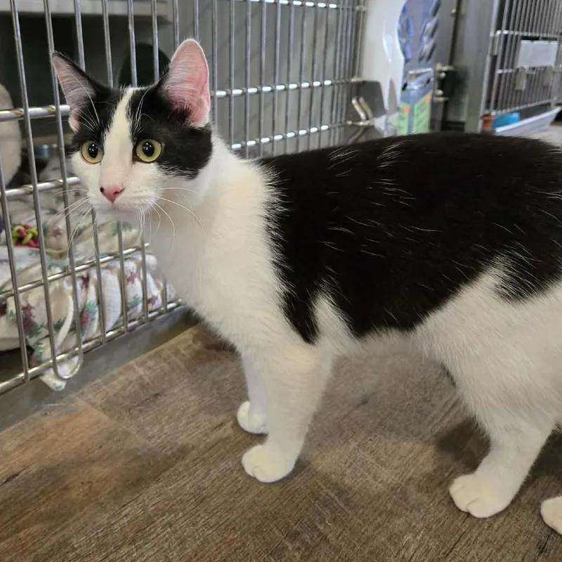 Snowball thumbnail 3