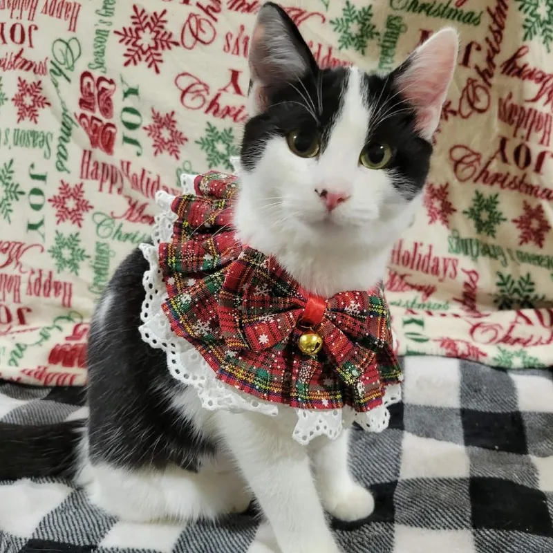 Snowball thumbnail 4