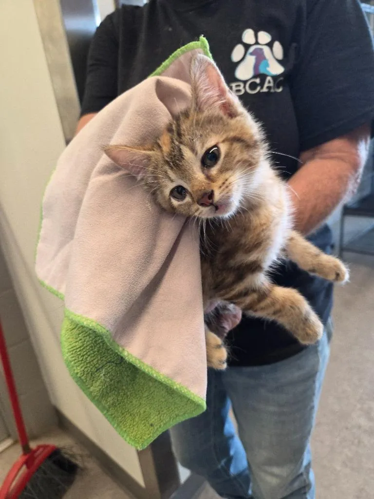 A baby small-sized female Domestic Short Hair cat named Caroline for adoption in Bossier City, LA