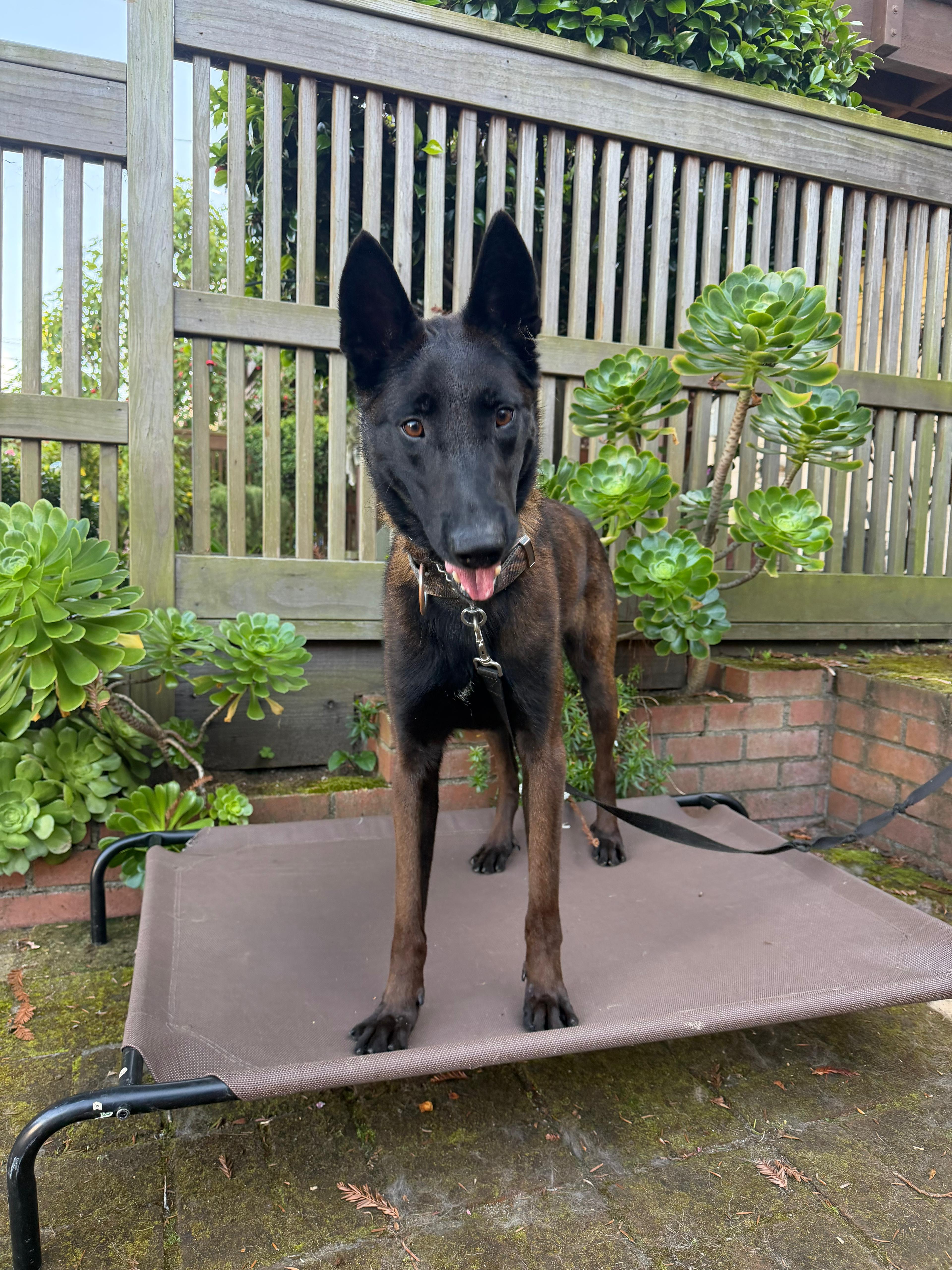 An adult large-sized male Belgian Shepherd / Malinois dog named Vader for adoption in Vancouver, WA