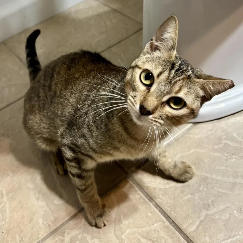 A young medium-sized female Brown / Chocolate Domestic Short Hair cat named Jubilee for adoption in Austin, TX