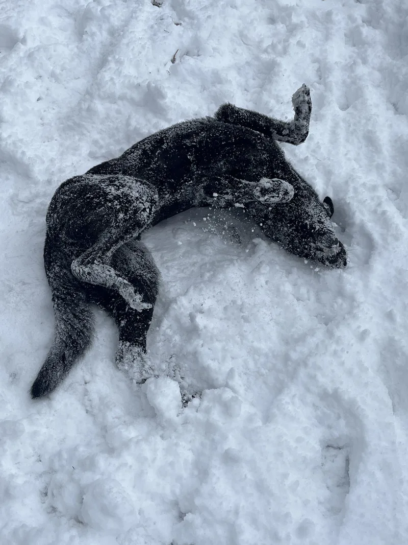 Valkyrie thumbnail 2