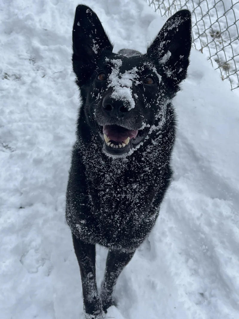 Valkyrie thumbnail 3