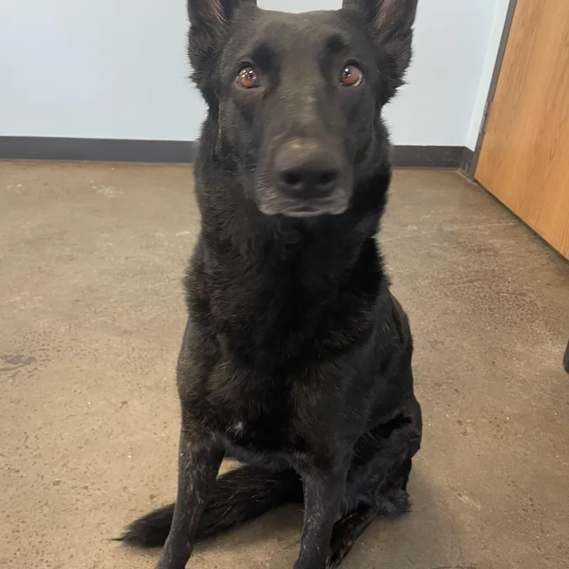 Valkyrie thumbnail 4