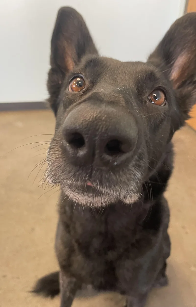 Valkyrie thumbnail 5