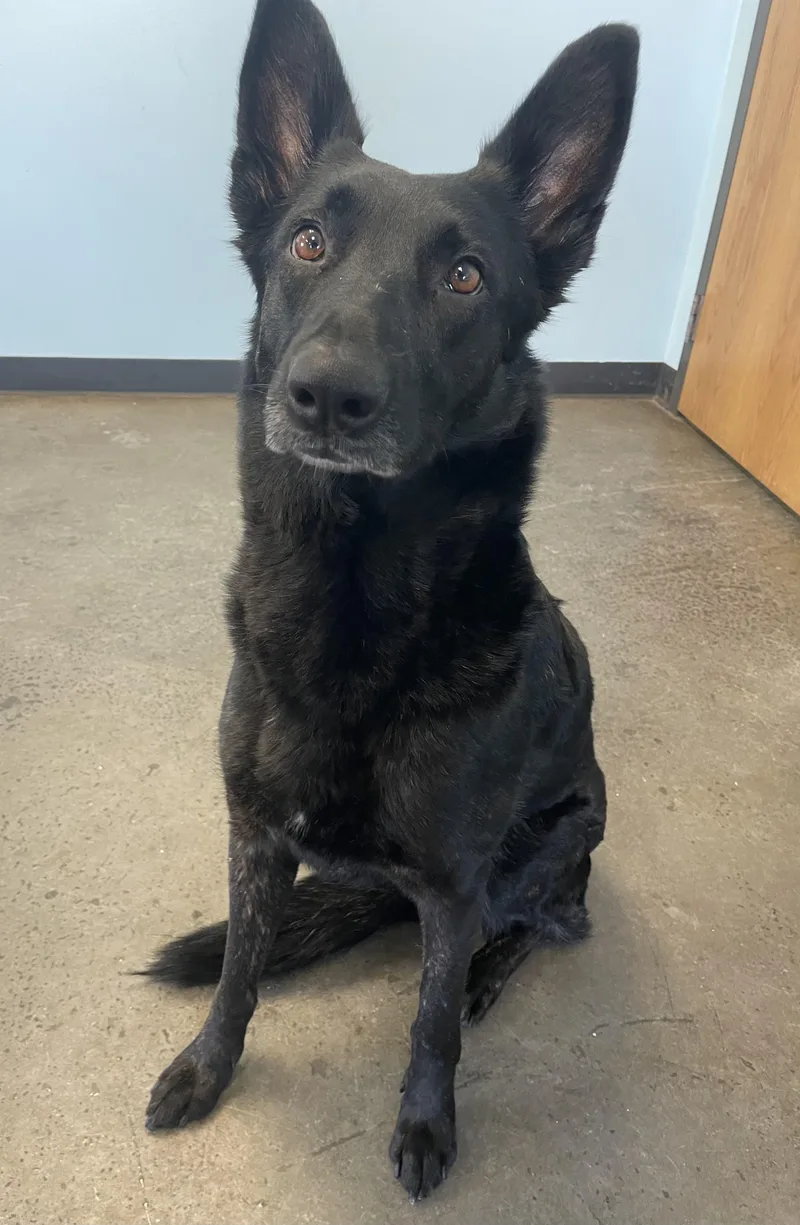 Valkyrie thumbnail 6