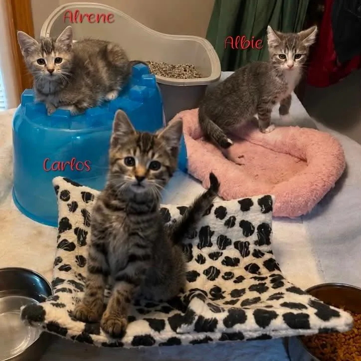 Arlene