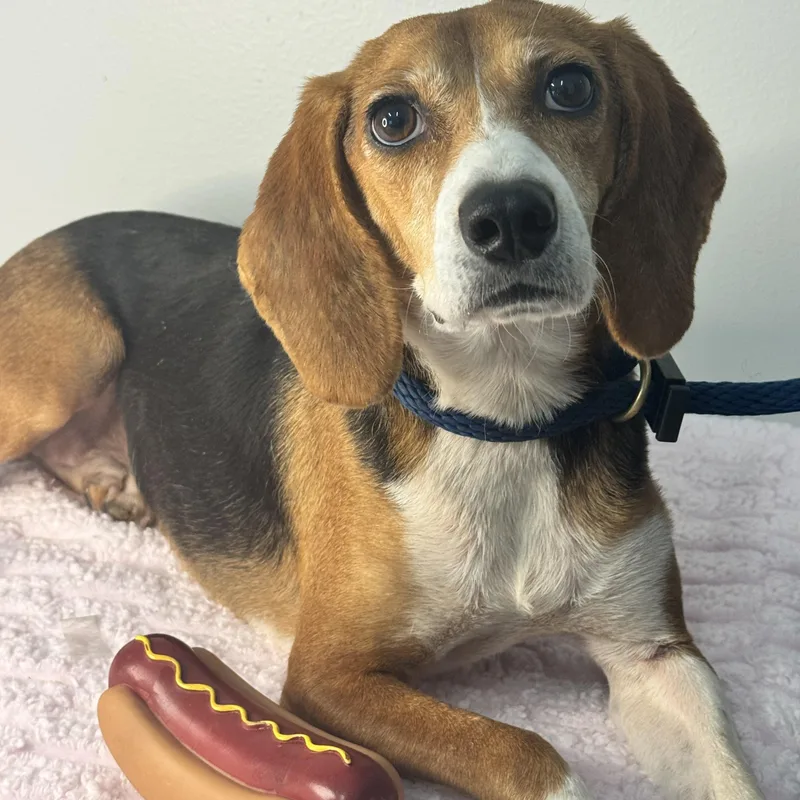 An adult small-sized female Tricolor (Brown, Black, & White) Beagle dog named Trixie for adoption in Meherrin, VA