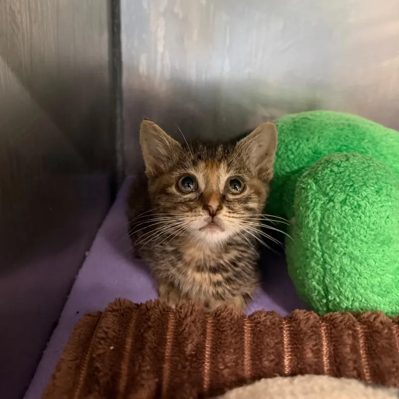 A baby small-sized female Brown / Chocolate Domestic Short Hair cat named Love Shack for adoption in Austin, TX