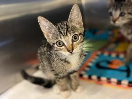 A baby small-sized female Tabby cat named Paws for adoption in Newberg, OR