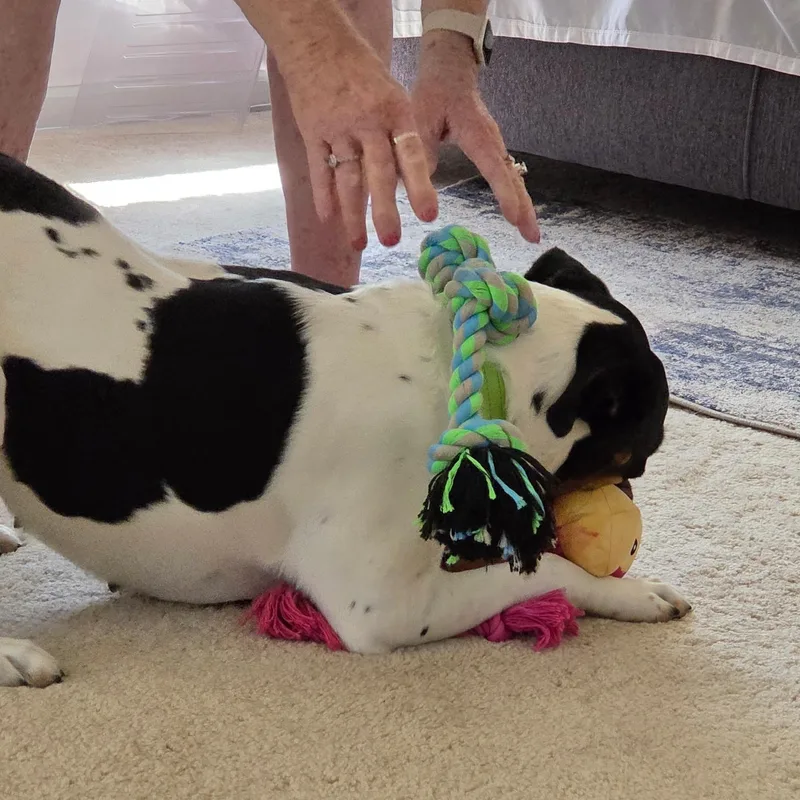 Millie thumbnail 2
