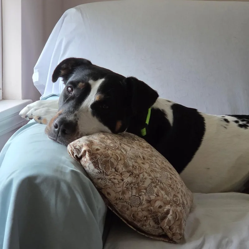 Millie thumbnail 3