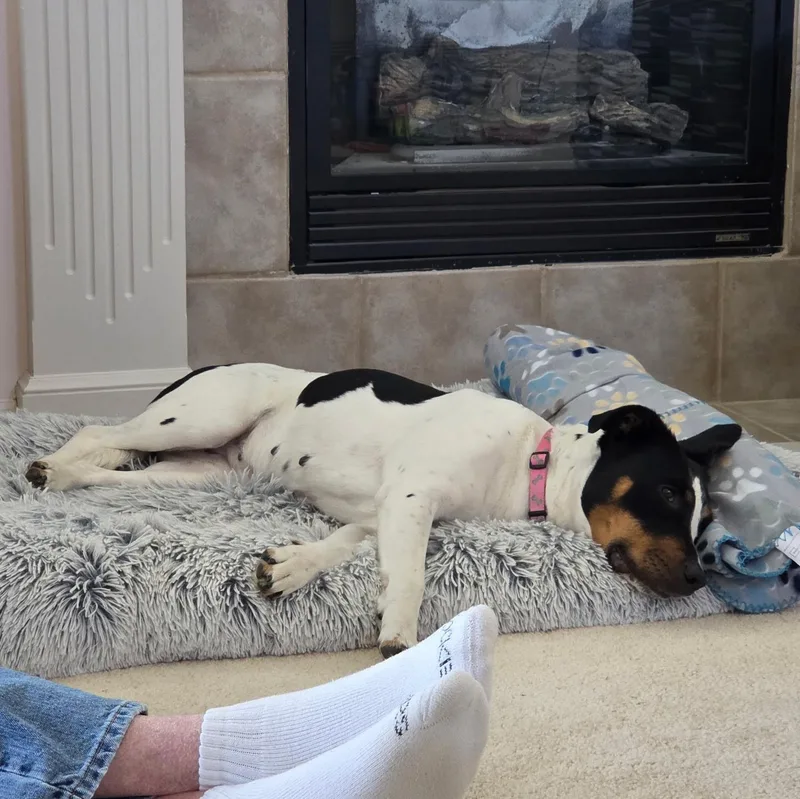 Millie thumbnail 6