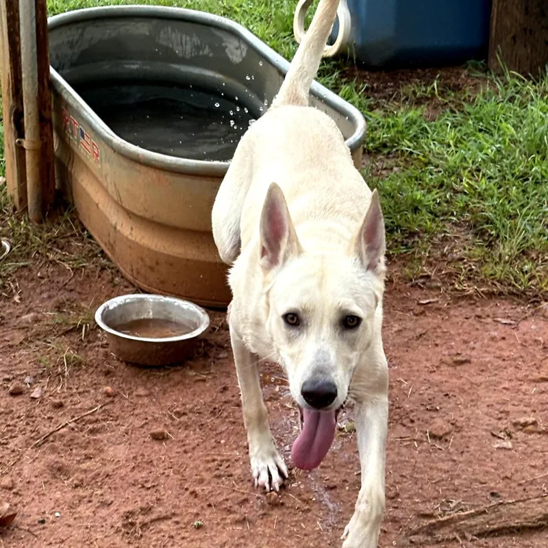 An adult medium-sized female White / Cream Shepherd dog named SD Juno for adoption in Peachtree City, GA