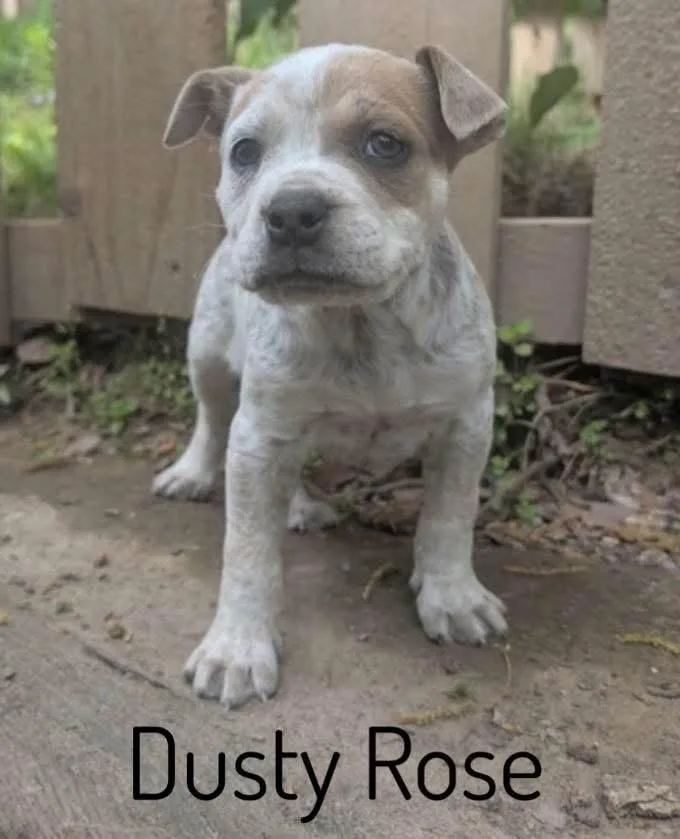 A baby medium-sized female Pit Bull Terrier dog named Dusty Rose for adoption in Pembroke, MA