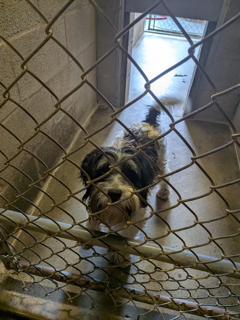 A young small-sized male Maltese dog named Benji for adoption in Hermiston, OR