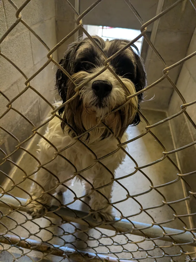 Benji thumbnail 2