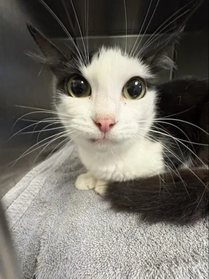 An adult medium-sized female Domestic Short Hair cat named Domino for adoption in Gainesville, FL