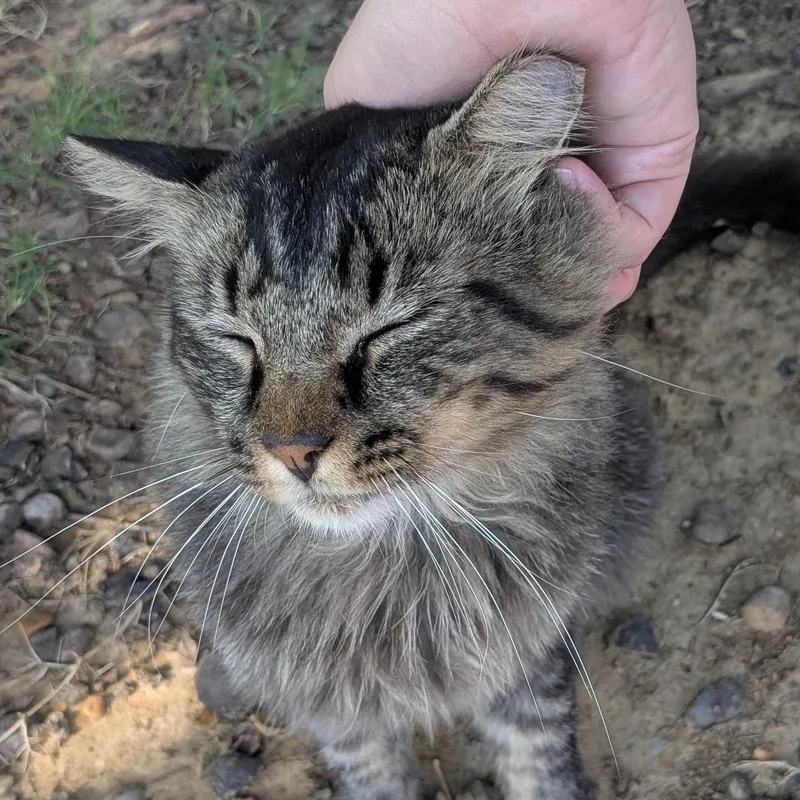 An adult large-sized male Domestic Long Hair cat named Othello for adoption in Memphis, TN