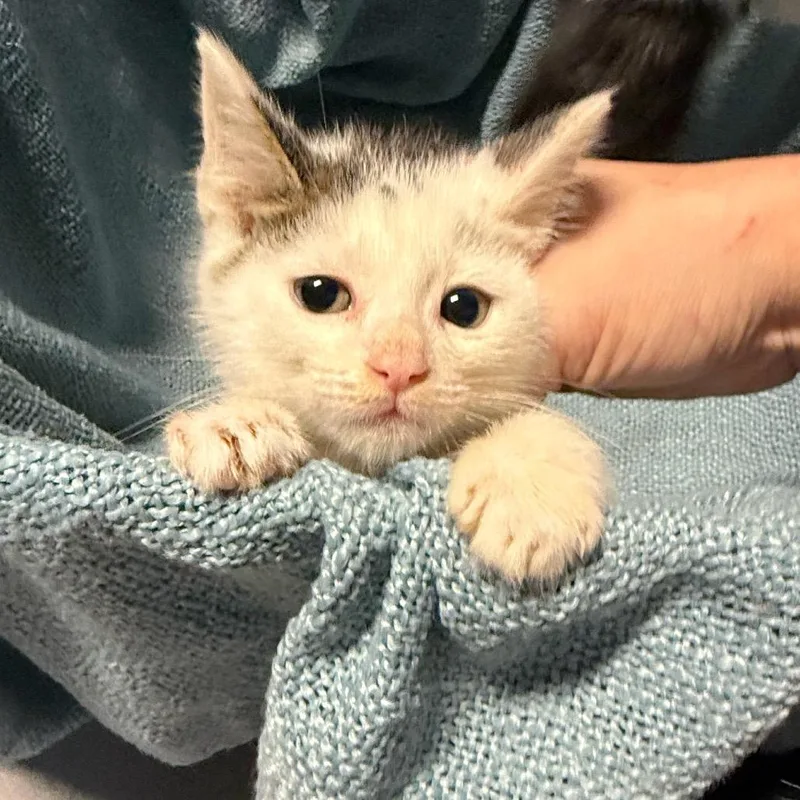 A baby medium-sized male Black & White / Tuxedo American Shorthair cat named Lionel Messi for adoption in Houston, TX