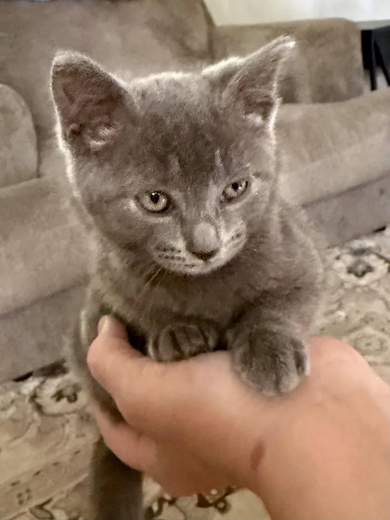 A baby medium-sized female Gray / Blue / Silver Domestic Short Hair cat named CAT  S'mores for adoption in GILBERTS, IL