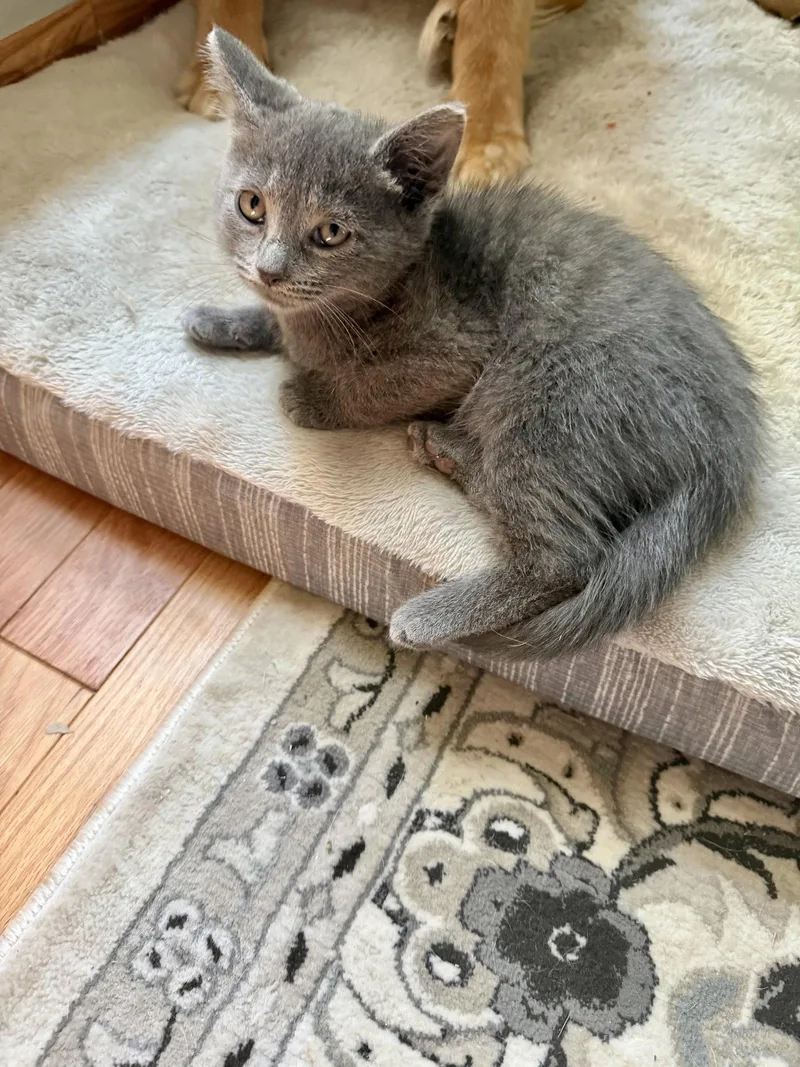 CAT  S'mores thumbnail 2