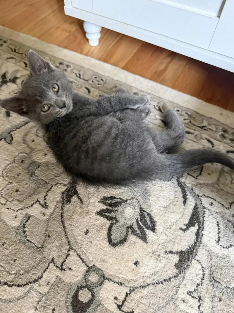 CAT  S'mores thumbnail 3