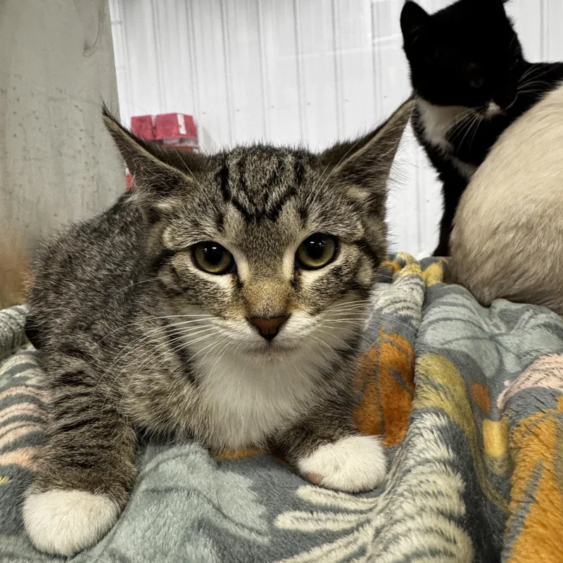 A baby small-sized female Tabby (Brown / Chocolate) Domestic Short Hair cat named Mia for adoption in Faribault, MN