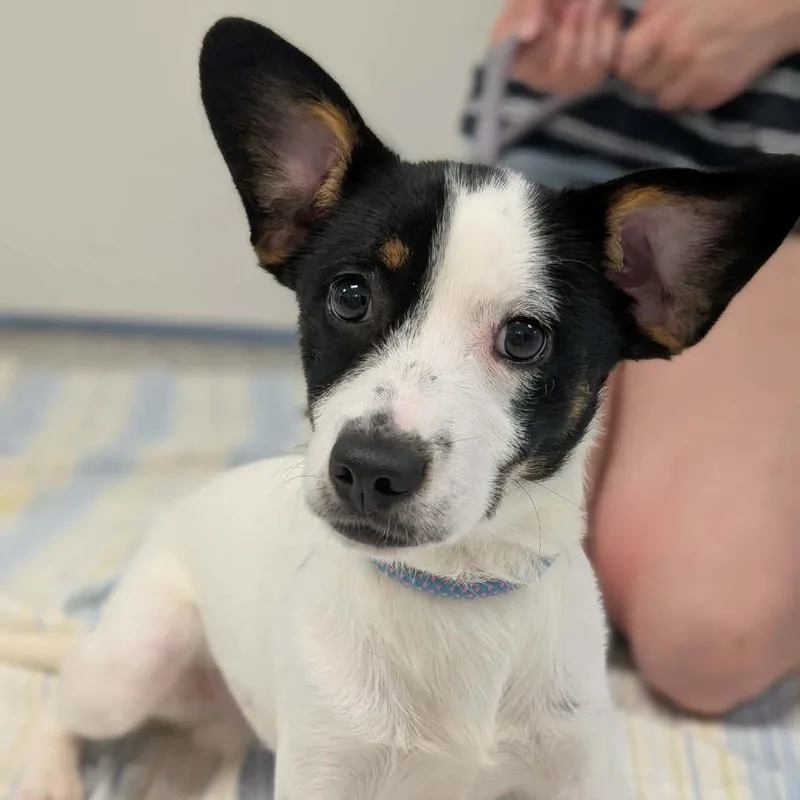 A baby small-sized male White / Cream Mixed Breed dog named Captain Hook for adoption in Winchester, TN