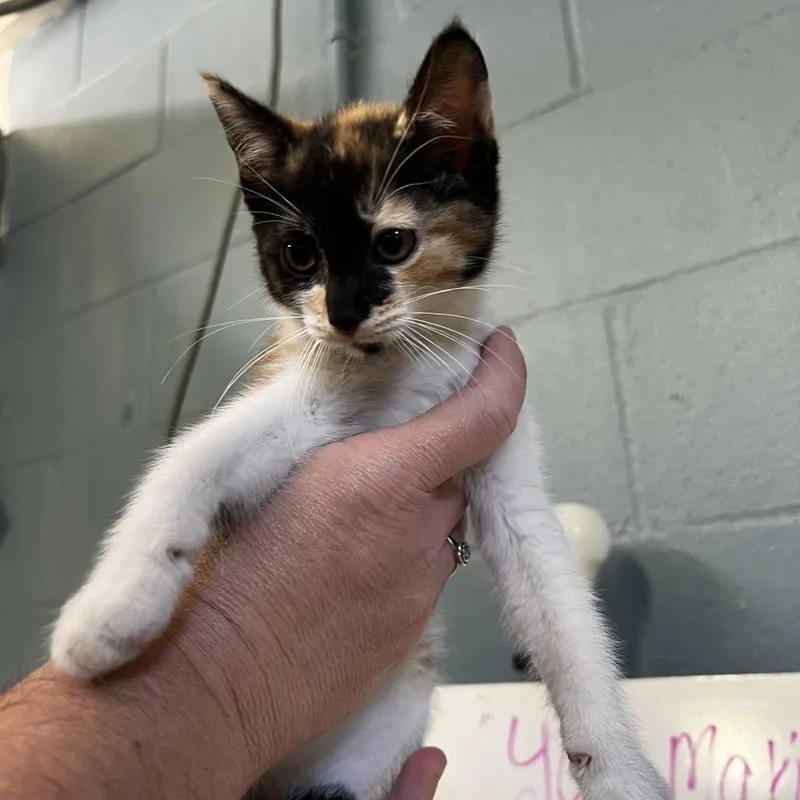 A baby small-sized female Black Domestic Short Hair cat named Nixie for adoption in Harrisville, WV