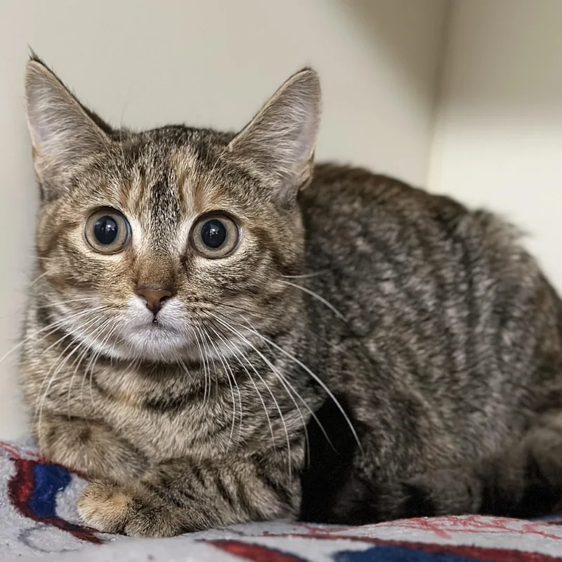 A baby medium-sized female Torbie Domestic Short Hair cat named Cocoa for adoption in Victor, NY