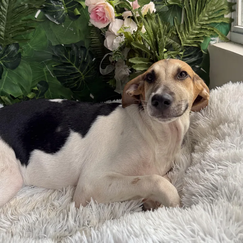 A baby medium-sized male White / Cream Mixed Breed dog named Ronald for adoption in Richmond, VA