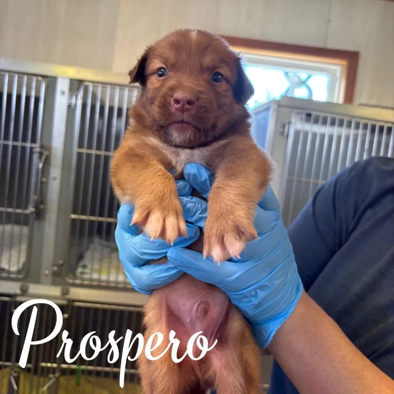A baby medium-sized male Mixed Breed dog named Prospero for adoption in Hillsboro, OH