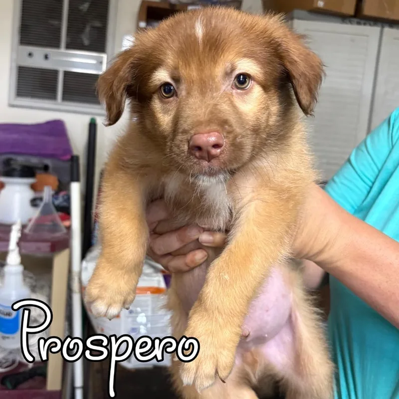 Prospero thumbnail 2
