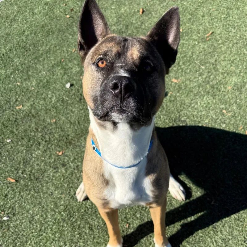 An adult large-sized male Mixed Breed dog named Maxiumus for adoption in Memphis, TN